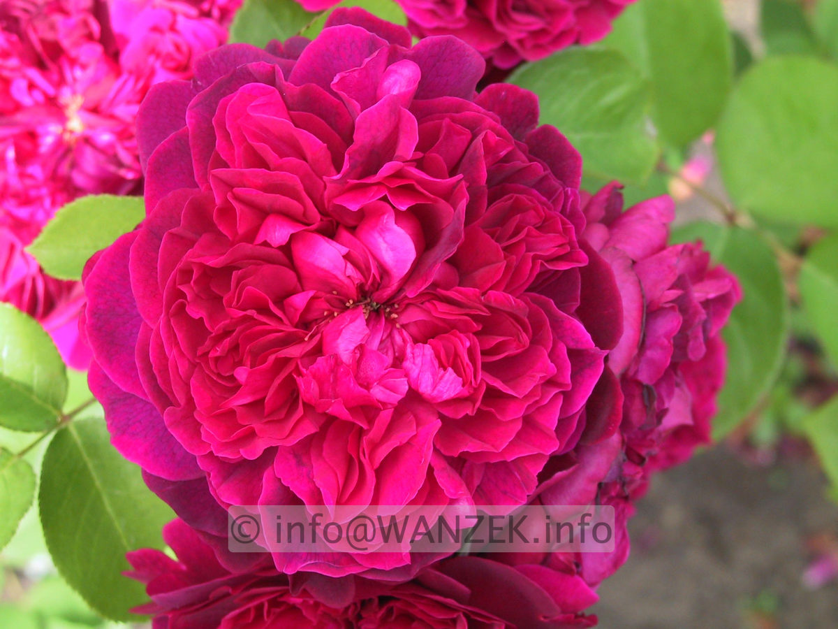 Strauchrose William Shakespeare 2000.JPG